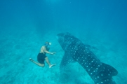 Nasheed whale shark.jpg
