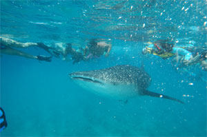 Underwater Paradise