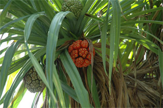 Tropical Climate