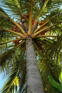 Maldivian National Tree