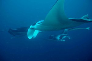 Sharks