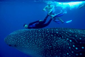 Whale Shark